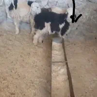 دوتا بره فروشی برا کشتار یا پرواری