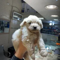 توله شیتزو نر واگذاری|سگ|بجنورد, |دیوار