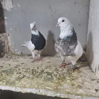 کبوتر طوقی رنگی|پرنده|ساوه, |دیوار