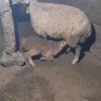 ۲عدد گوسفند بره دار دامازدغ