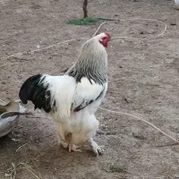 برهما لایت امپراطور