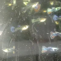 آکواریوم چینی شیشه خم کارخانه|ماهی|مشهد, شهرک بهارستان|دیوار