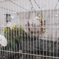 مرغ عشق انگلیسی گرید a