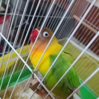 طوطی برزیلی باهوش