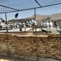 کفتر