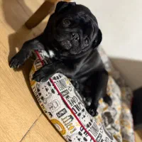 واگذاری سگ نژاد پاگ