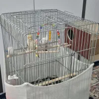 عروس هلندی جفت