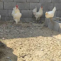 خروس|حیوانات مزرعه|کاکی, |دیوار