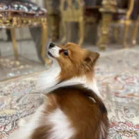 سگ پامرین روباهی|سگ|شیراز, گویم|دیوار