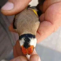 سهره غریب یکماه قفس|پرنده|سنندج, |دیوار