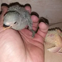 جوجه طوطی برزیلی سرلاکی