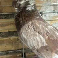 کبوتر نوک قنار با اصل و نصب