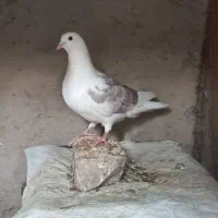 کبوتر پشت زاغ سار|پرنده|طبس, |دیوار