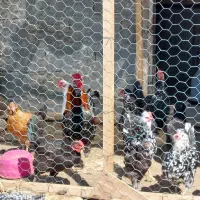 تخم نطفه دار گلین