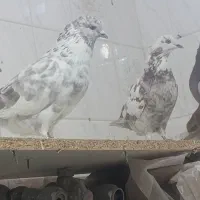 دلیجان بلوار معلم