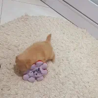 مالتیپو|سگ|قم, انسجام|دیوار