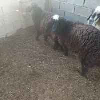 ۳ عدد بره و یک گوسفند ماده