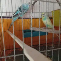 یک جفت مرغ عشق