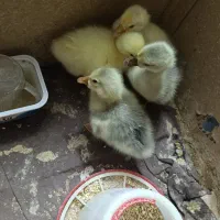 جوجه قوغاز اوکراینی سفید