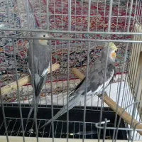 هر دو گمشده در شهر هشتپر روستای سوراپشت|حیوانات|تالش, هشتپر|دیوار