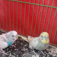 مرغ‌عشق‌نر