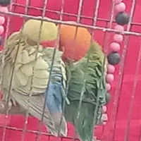 جوجه کوتوله