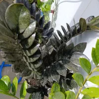 گل زیبا قشنگ به علت جانبودن به فروش میرود|گل و گیاه طبیعی|سنندج, |دیوار