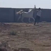 اسب مادیون|اسب و تجهیزات اسبسواری|بندر گناوه, |دیوار