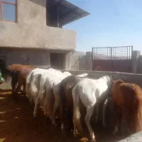 خریدوفروش اسب پالونی وباری|اسب و تجهیزات اسب‌سواری|لاران, |دیوار