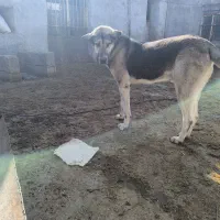 سگپژدر|سگ|سرپل ذهاب, |دیوار