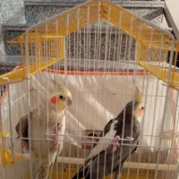 یک جفت عروس نر و ماده|پرنده|رشت, پسیخان|دیوار