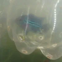 فروش فلاورهورن فلاور سوپر رد|ماهی|مشهد, حسابی جنوبی (شهرک غرب)|دیوار