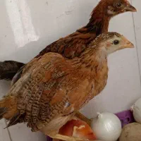 جوجه مرغ و خروس