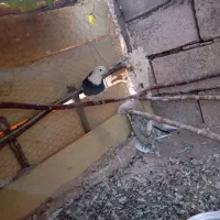 کبوتر|پرنده|زنجانرود, |دیوار