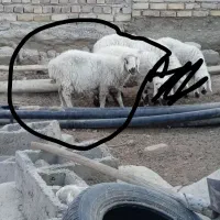 گوسفند|حیوانات مزرعه|زهک, |دیوار