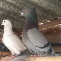 کفتر پرشی|پرنده|یزد, |دیوار