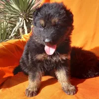 توله ژرمن شولاین بلک فیس