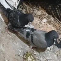 کبوتر|پرنده|انگوت, |دیوار