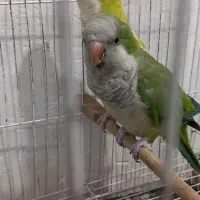 راهب ماده دوساله بالغ تخم خاکی کرده