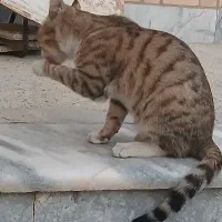 گربه|گربه|تربت جام, المهدی|دیوار