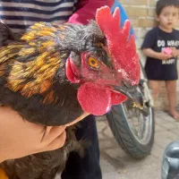 جوجه خروس لاری معاوضه بابلدرچین ماده