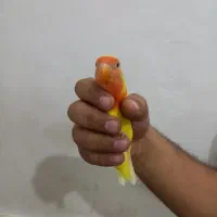 دوعددکوتوله دستی|پرنده|قم, انصار‌الحسین|دیوار