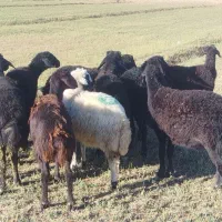 قزل افشار|حیوانات مزرعه|فیروزآباد (آذربایجان), |دیوار