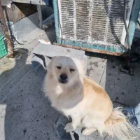 توله ۸ماهه پامر اشپیتز|سگ|مبارکه, |دیوار