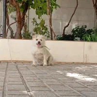 سگ نژاد میکس پامر روباهی و شیتزو|سگ|کاشمر, |دیوار