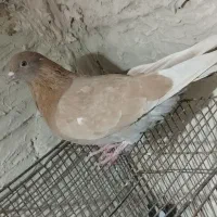 کبوتر.گرفتنی