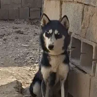 سگ هاسکی