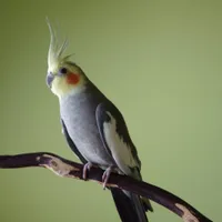 عروس هلندی پیداشده