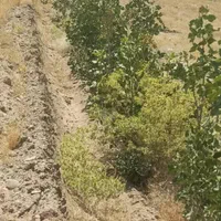 یک ونیم هکتار باغ پسته ۵ساله پیوند احمد اقایی|فروش زمین و ملک کلنگی|نی‌ریز, |دیوار