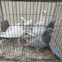 کفتر جفتگاه سینه مشهدی ترک سفیدخارجی کله سرخ نر|پرنده|مشهد, کوشش|دیوار